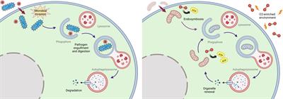 Autophagy and longevity: Evolutionary hints from hyper-longevous mammals